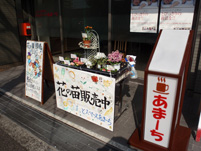花の苗販売
