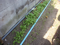 野菜栽培